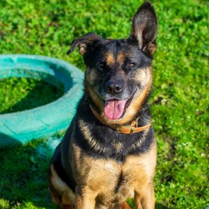 Beauty type berger allemand née 2020