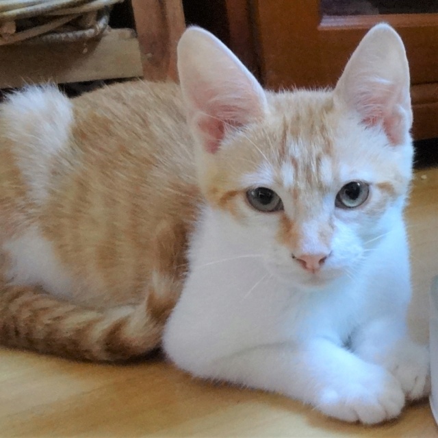 Chiot Et Chaton 3 Mois Pour Devenir Grand Replay POWER - 3 mois - joli chaton doux • Association Galia