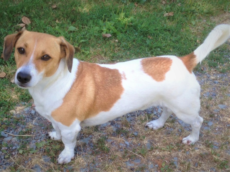 Bonzo croisé Jack Russell/ fox Terrier/ teckel 5 ans • Association Galia