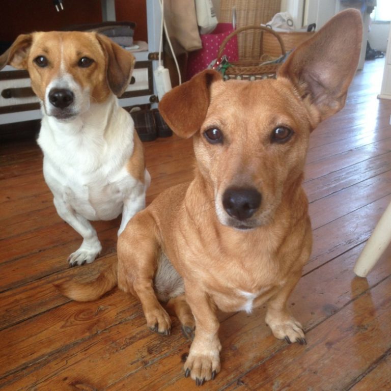 Câline femelle croisée Jack Russell/Fox Terrier/ Teckel 9