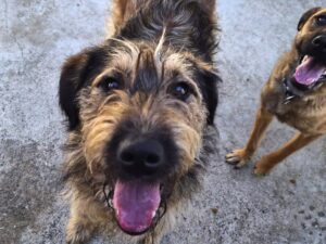 CLYDE  croise Griffon  né le 3/02/2025