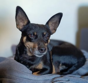 DIAMAND - type pinscher (née le 06/01/2019)