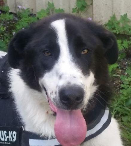 Croisé Border Collie Blanc