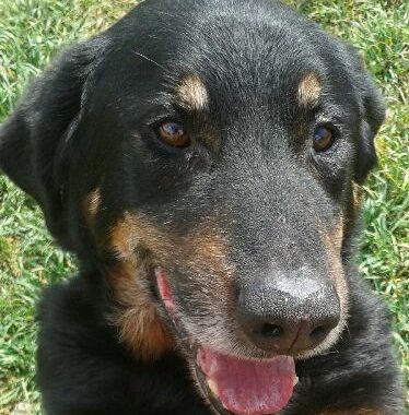 Archives Des Beauceron Association Galia