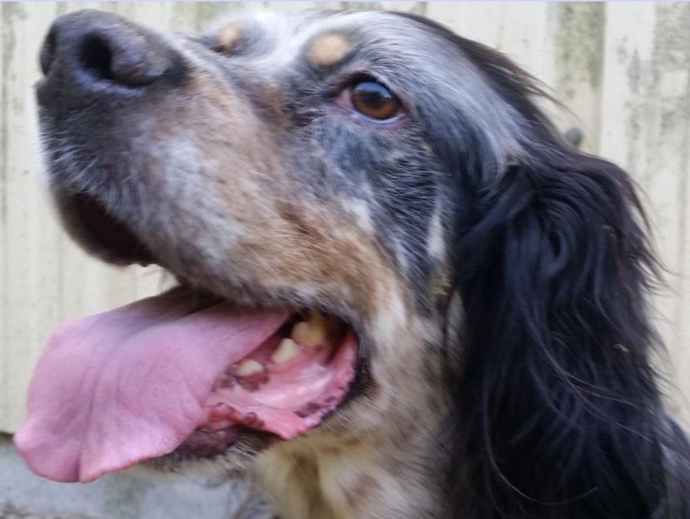 Flash mâle Setter Anglais 7 ans • Association Galia