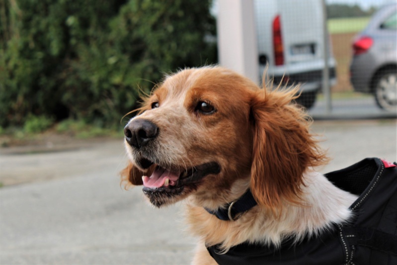 Fino mâle épagneul breton 9 ans • Association Galia