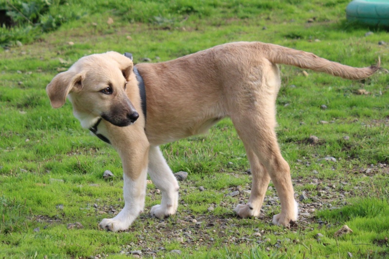 Tippi chiot femelle croisée Berger Roumain née en Juin