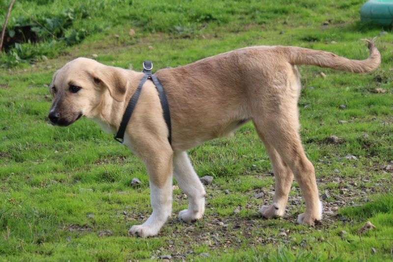 Tippi chiot femelle croisée Berger Roumain née en Juin