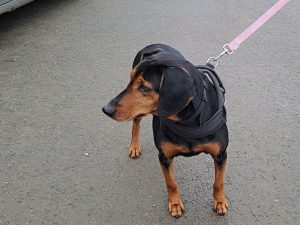 JAVA Chienne X (née le 12/04/2018)