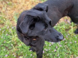 KENYA Labrador cross