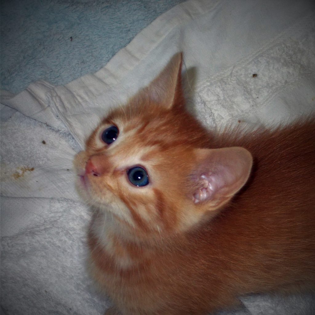 Billy, Mâle, 2 mois, chaton roux • Association Galia