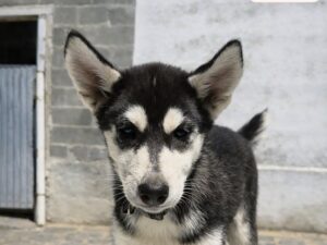 LARA  Husky, née le 26 avril 2026