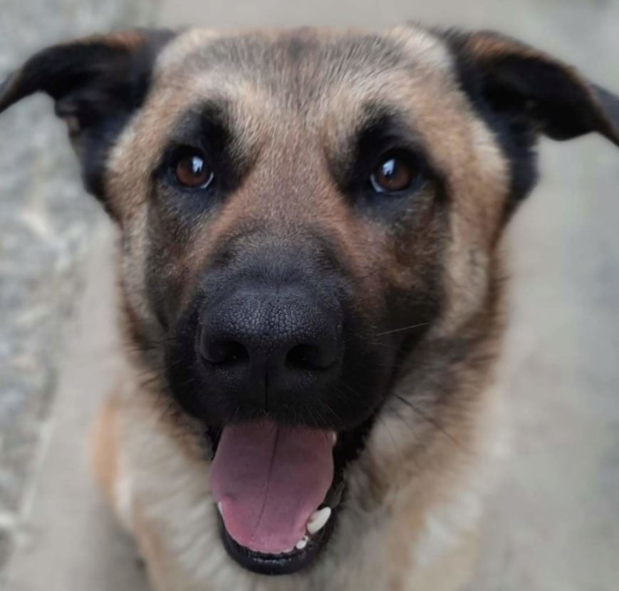 Laiko chien mâle croisé Berger Malinois 5 ans • Association Galia