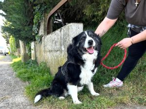 LEWIS Border Collie né le 31/08/2015