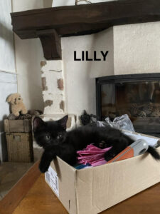 LILLY - douce/câline  (née le 01/04/26)