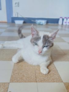 LEELOU -  2 ans - chatte bien calme