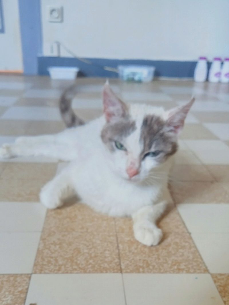 LEELOU –  2 ans – chatte bien calme