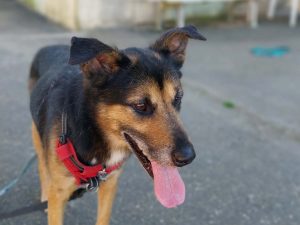 LOUKY, croisé berger