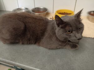 LUCIEN - type chartreux (né le 01/01/2019) FIV+