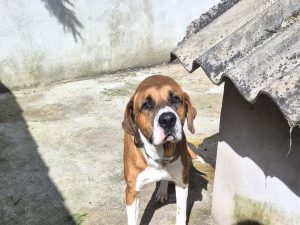 Malo x Beauceron né le 4/06/2024
