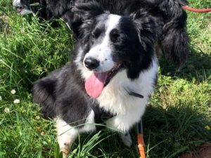 MAYA Border Collie née le 10/01/2016