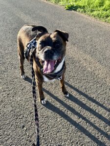 MONROE - mâle- croisé Boxer (né 01/10/2016)