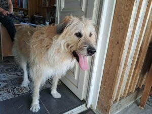 NOOPY- male -Type Dogue du Tibet (né le 08/01/2022)