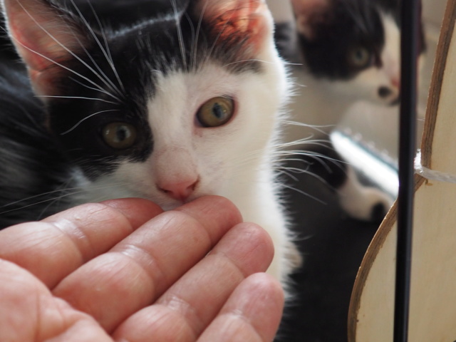 Chiot Et Chaton 3 Mois Pour Devenir Grand Replay PATCH - 3 mois 1/2 - chaton dynamique • Association Galia