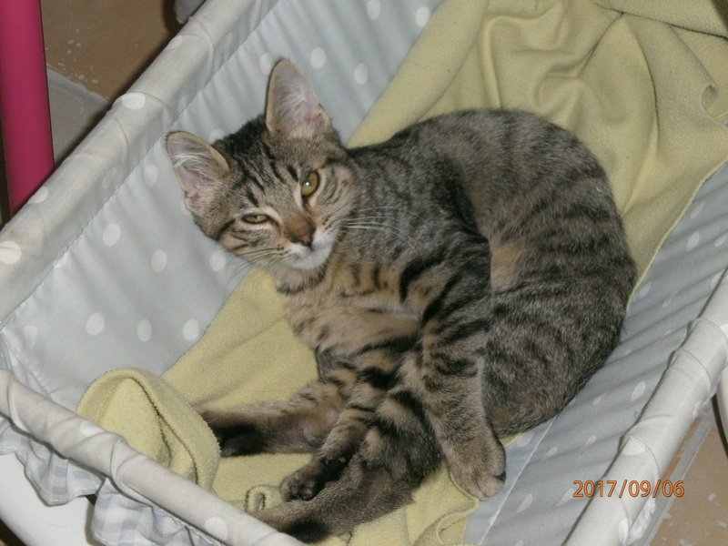Newty chaton 4 mois • Association Galia