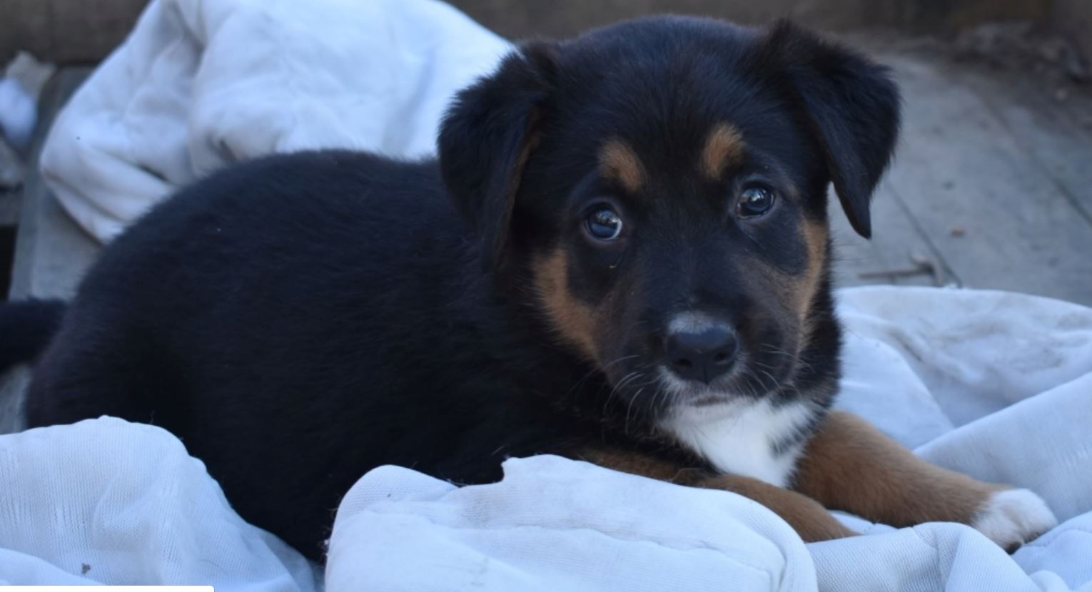 Peluche Chiot Femelle Croisee Berger Bouvier Bernois Nee Le 10 01 19 Association Galia