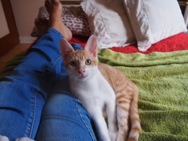 Chiot Et Chaton 3 Mois Pour Devenir Grand Replay POWER - 3 mois - joli chaton doux • Association Galia
