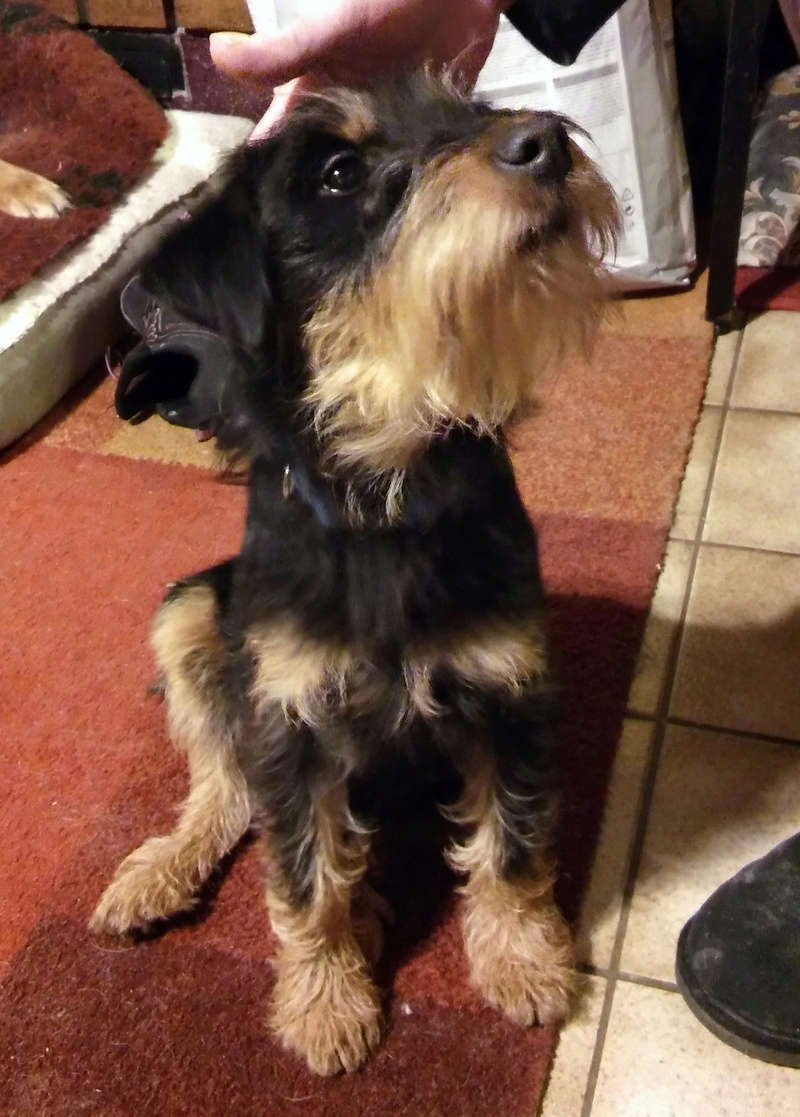 Osiris chiot femelle croisé Fox Terrier/Jagd 1 mois • Association Galia