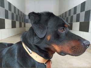 RICKY x Beauceron né le 30/09/2023