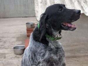RUBEN Setter Anglais né le 21/03/2020