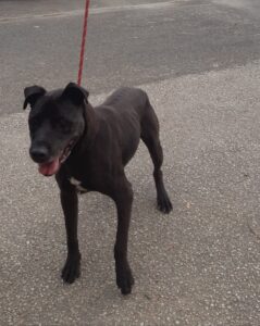 SAMSON ,  né le 07/04/2015