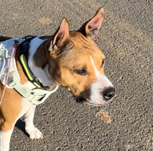 SAPHIR, né le 26/02/2021, Staffy.croise