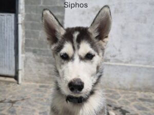 SIPHOS  Husky né le 26 avril 2026