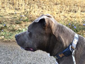 SIAM Staffordshire Terrier née le 14/06/2021