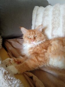 SOLEIL - maine coon, calin (né 03/2024)