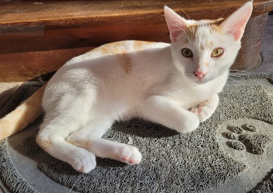 SWANNY – jeune chat très câlin (né le 25/04/2021)
