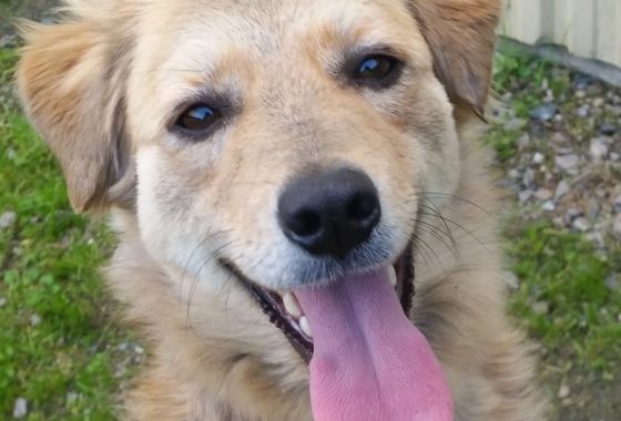 Griffon Association Galia