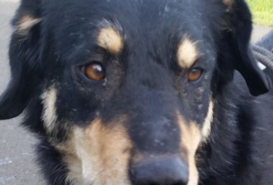 Chien De Berger Français Mots Fléchés