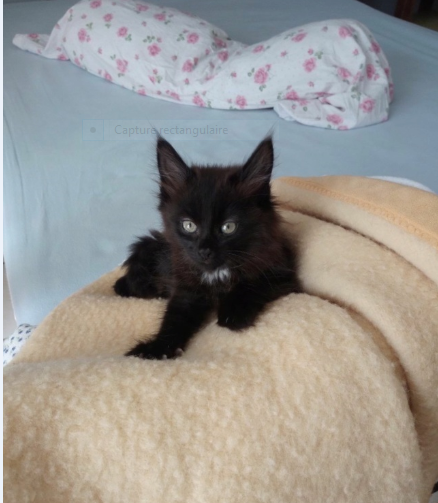 P Tit Loup 1 Mois 1 2 Un Amour De Chaton Bouille A Bisous Association Galia