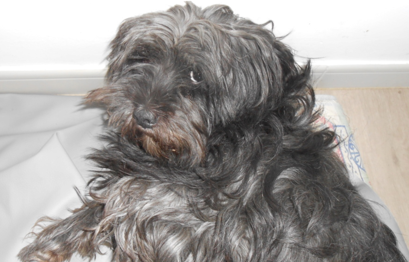 Toto mâle croisé Griffon (Sky Terrierpetit gabarit) 5 ans • Association Galia