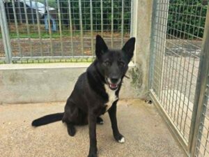VALOU Border Collie croisé né le 01/01 2022