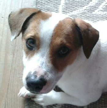 Jasper Male Jack Russel 18 Mois Association Galia