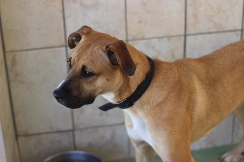 Lagone femelle crois??e Boxer/Malinois 18 mois ??? Association Galia