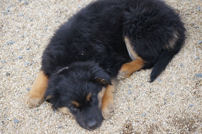 Mamba chiot femelle croisé Berger Australien/Berger Allemand 3 mois et demi • Association Galia