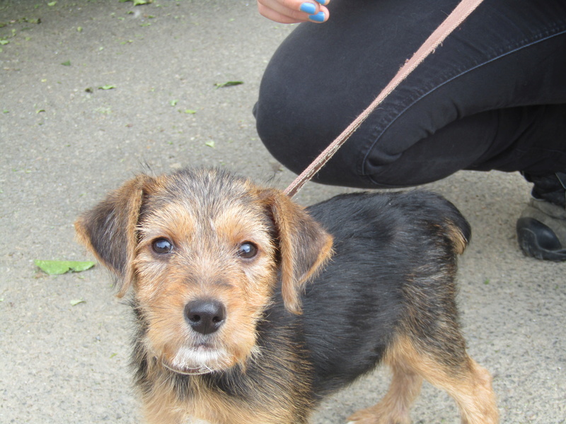 Max chiot mâle croisé Fox Terrier 3 mois • Association Galia