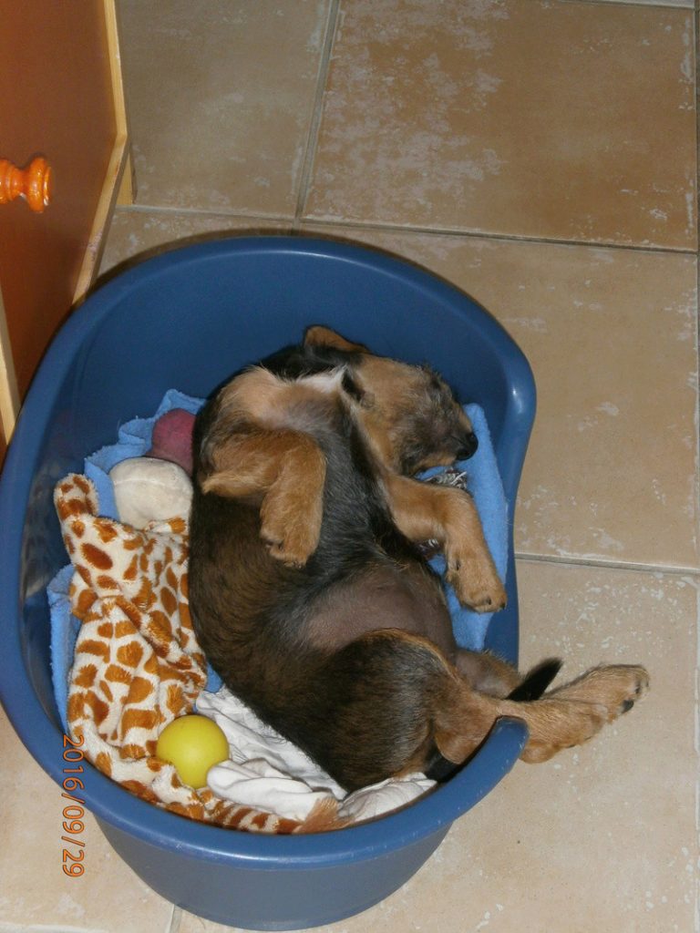 Melba chiot femelle croisée Jack Russel / Teckel 3 mois • Association Galia